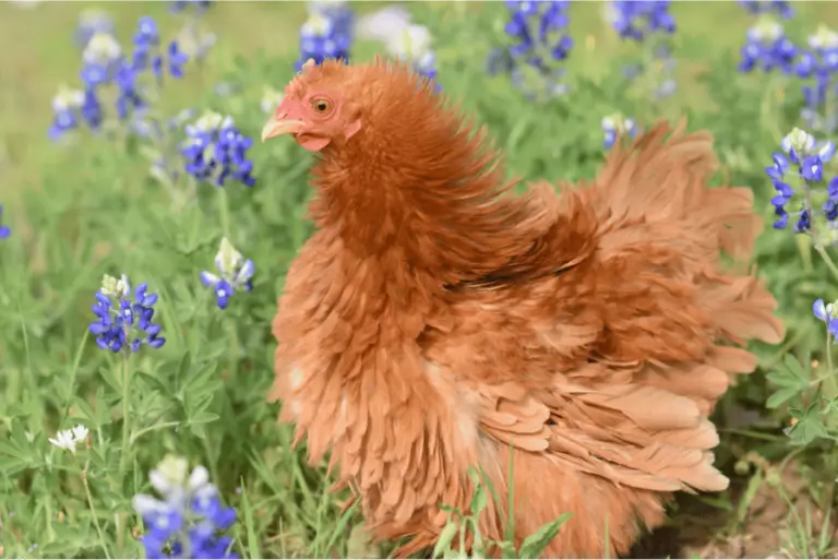 15 Beautiful Red Chicken Breeds With Pictures Flocks And Foliage