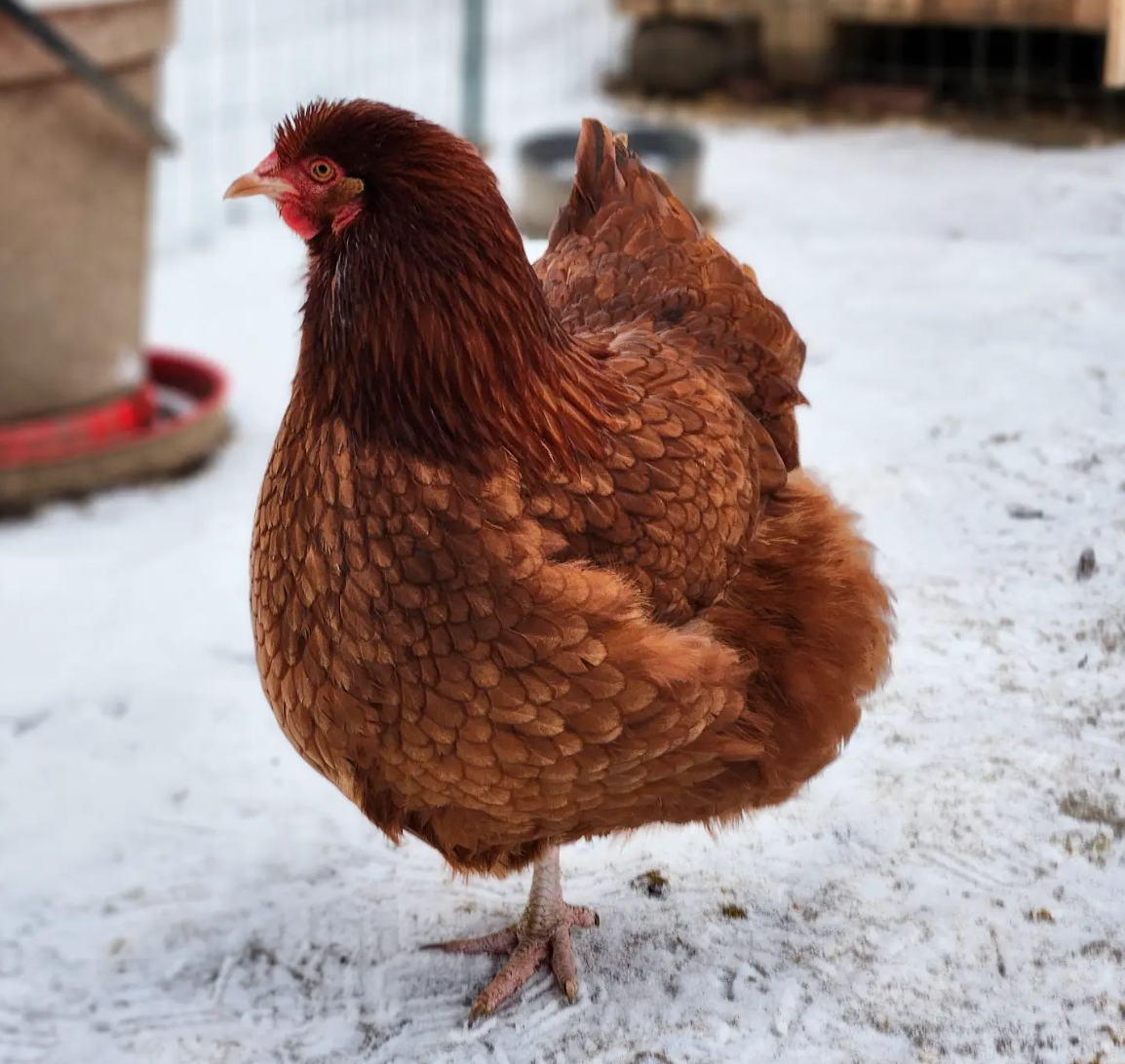 Beautiful Red Chicken Breeds With Pictures Flocks And Foliage