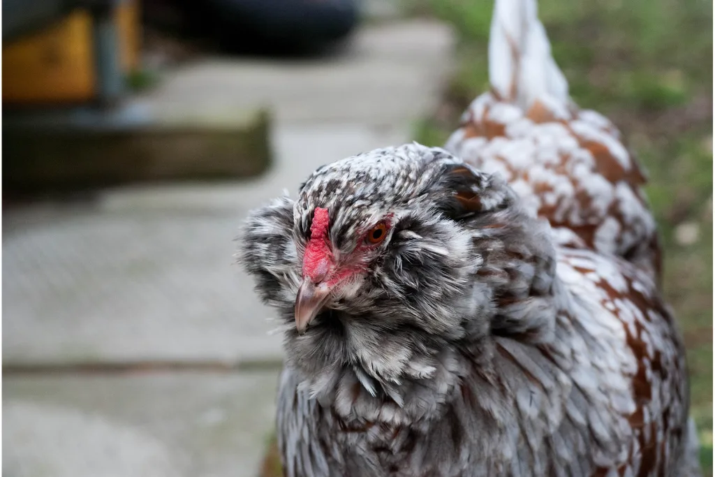 Ameraucana Chicken