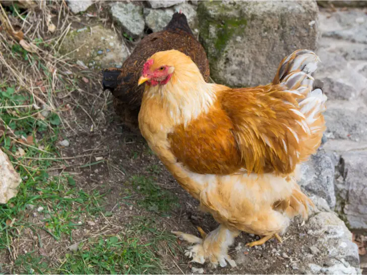 Sour Crop in Chickens: Causes, Symptoms, and Treatment