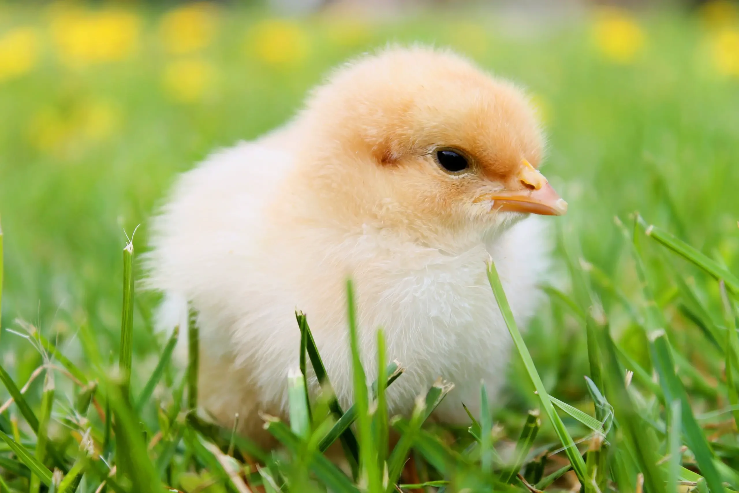 baby chick in the grass