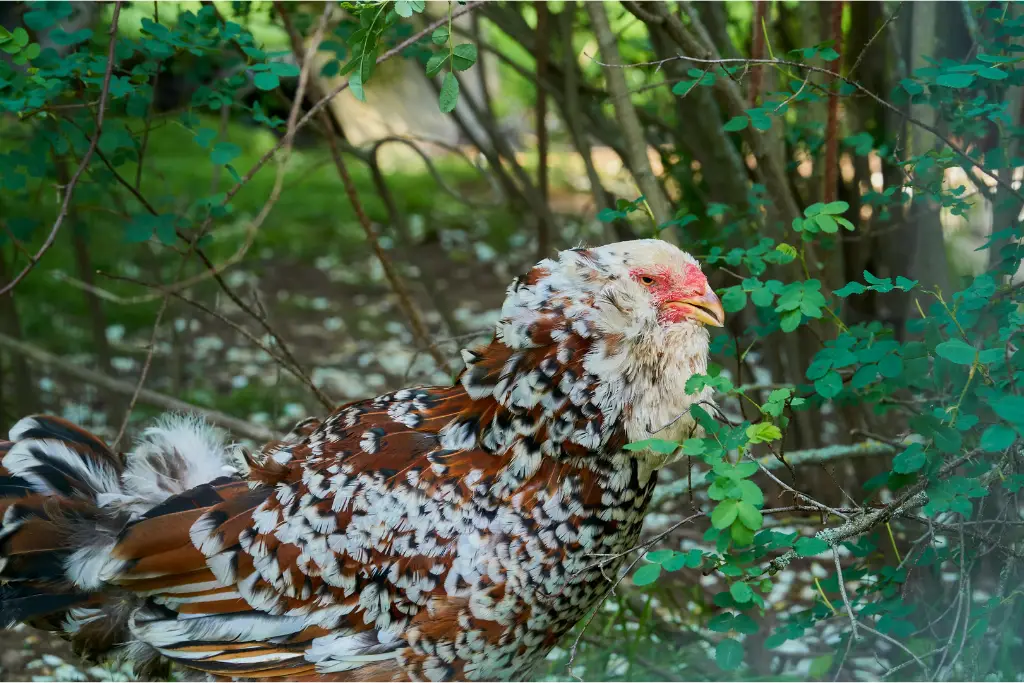 russian orloff chicken 