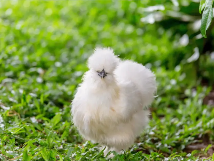 10 Fluffy Chicken Breeds to Add to Your Flock