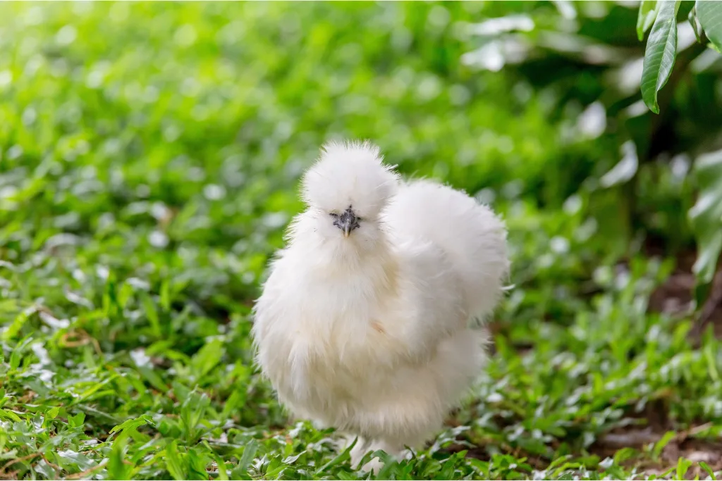 silkie chicken