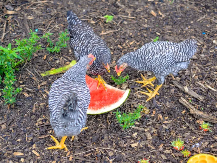 Can Chickens Eat Watermelon? What You Need to Know
