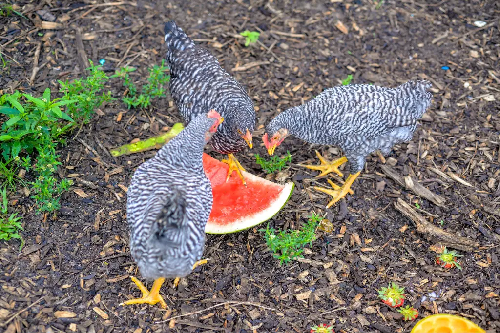 chickens eating watermelon