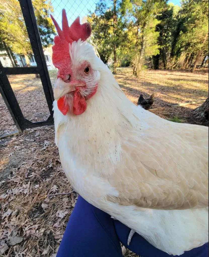 Amberlink chicken rooster