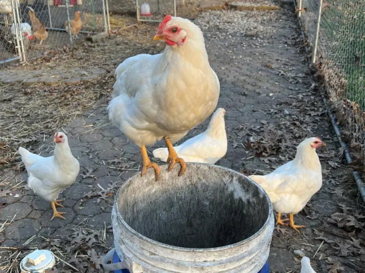 Amberlink Chicken: Complete Breed & Care Guide