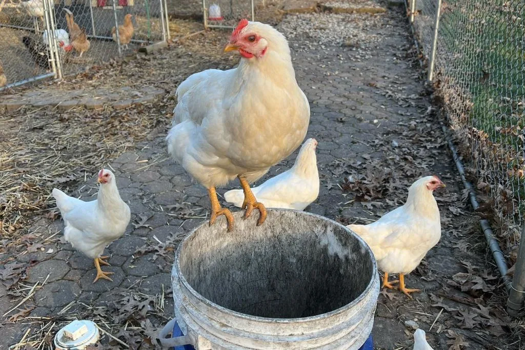 amberlink chickens 