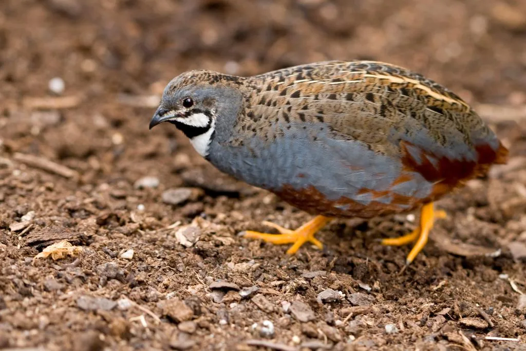 button quail