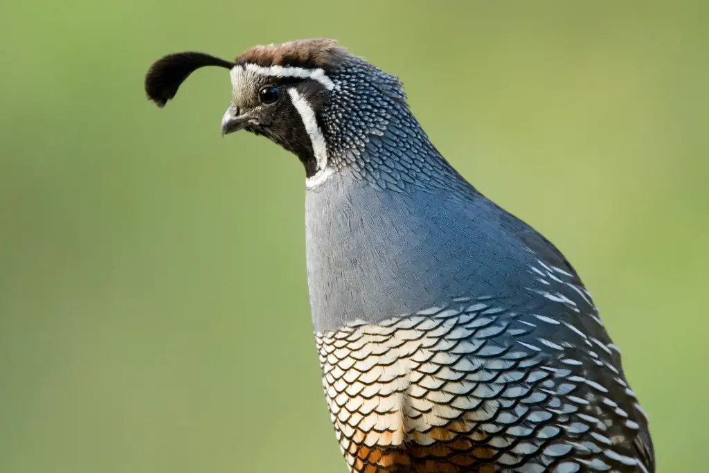 California quail 