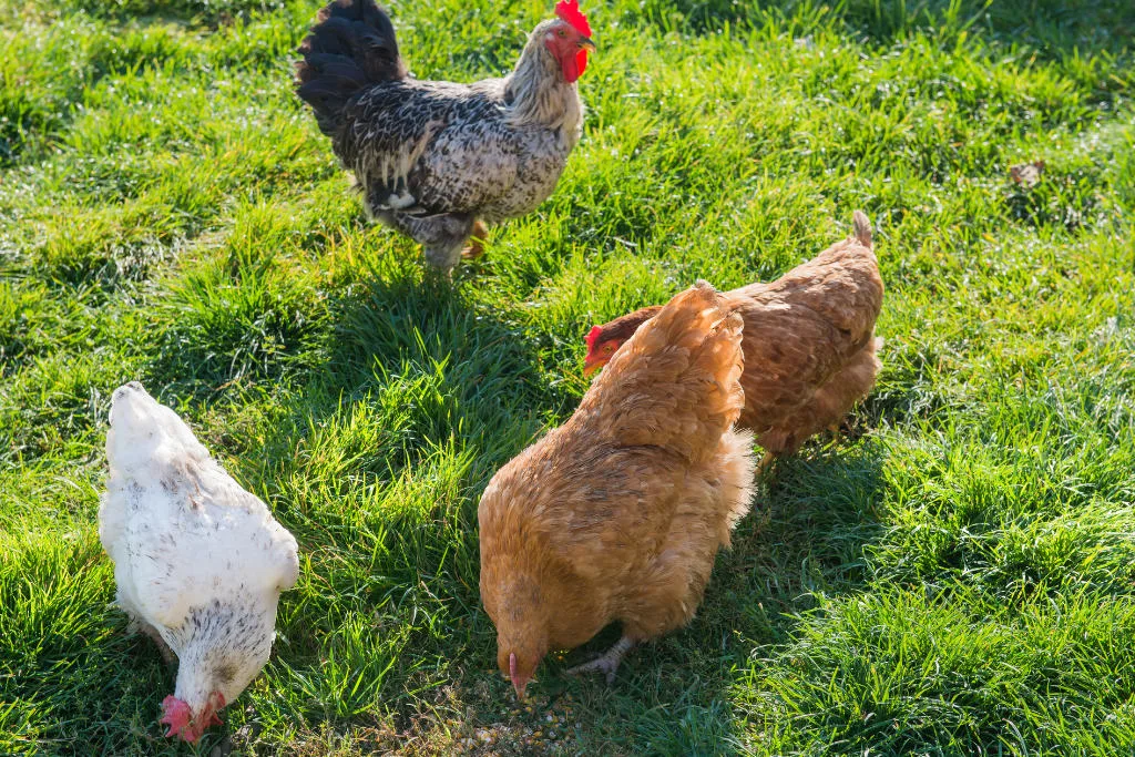 chickens foraging