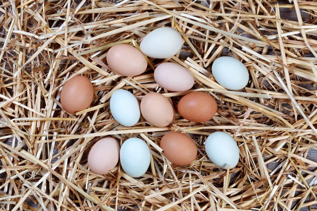 colored eggs