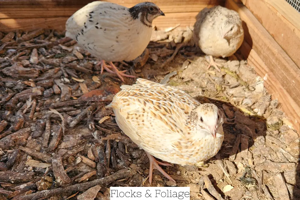 group of quail