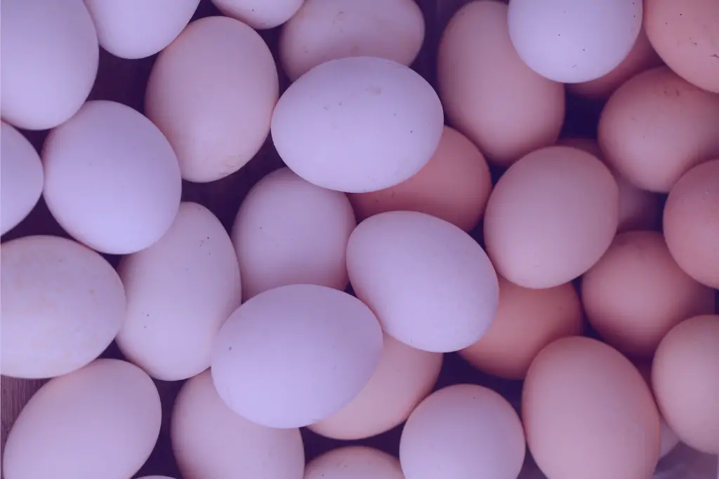 purple chicken eggs