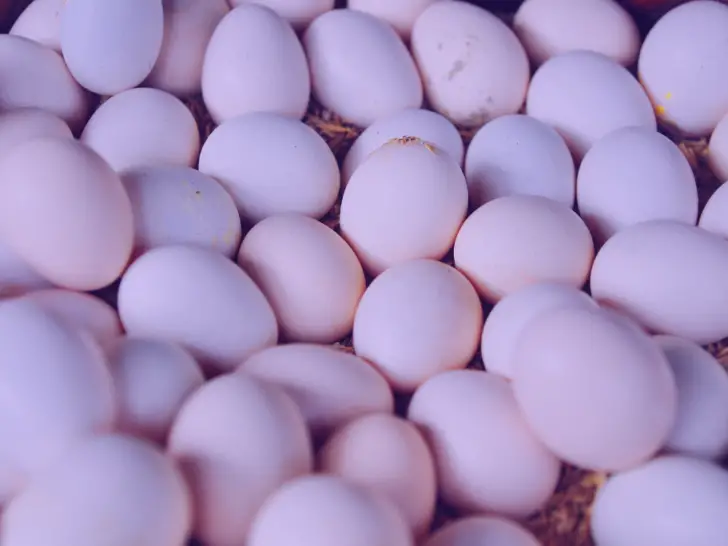 Chickens That Lay Purple Eggs: What You Should Know