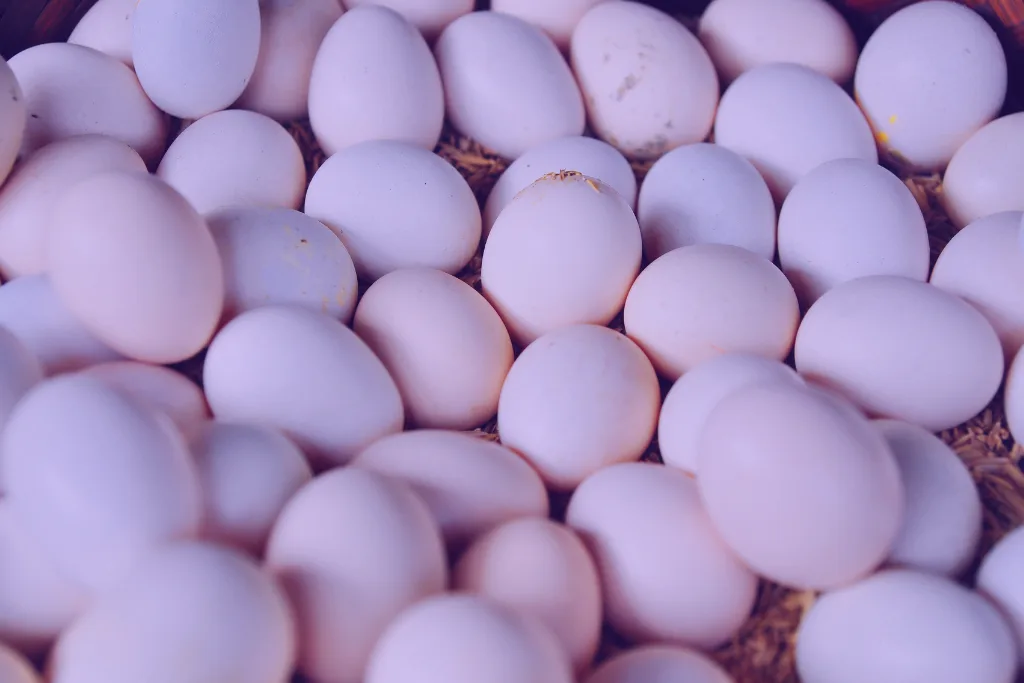 purple chicken eggs