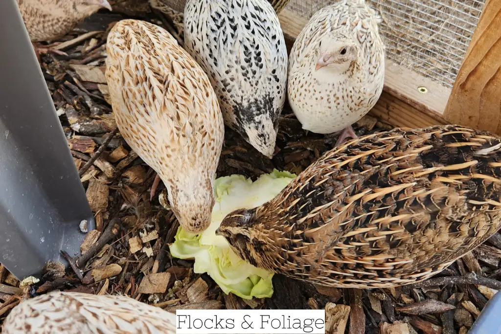 quail eating veggie scraps