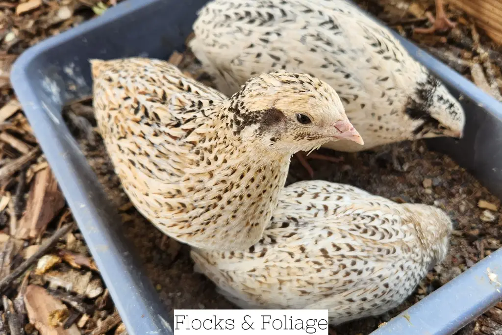 quail in dust bath