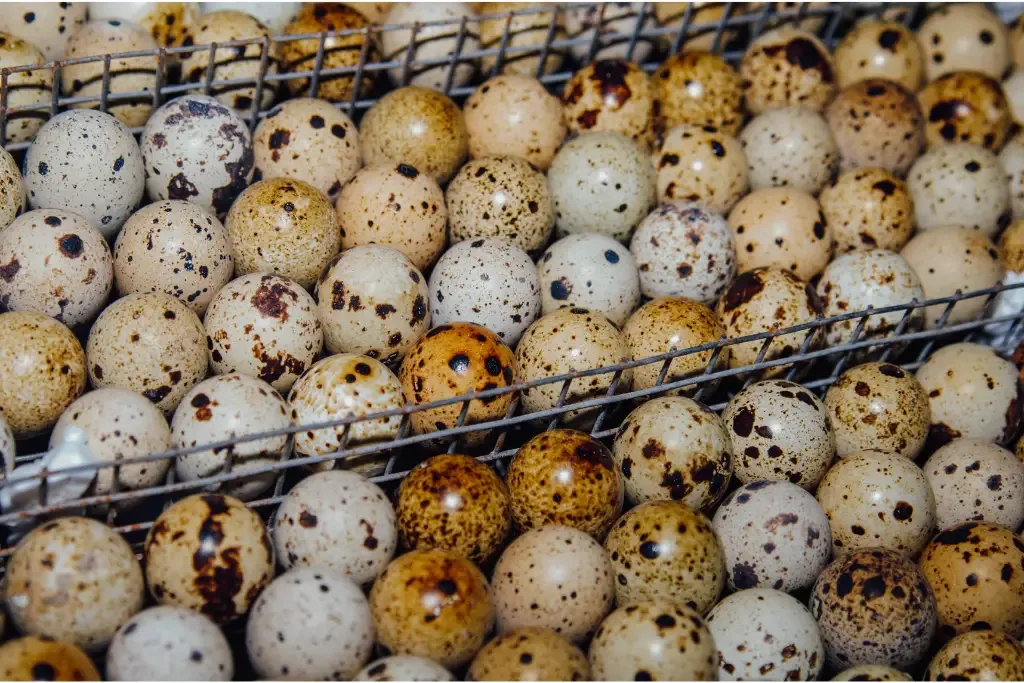 quail incubator 