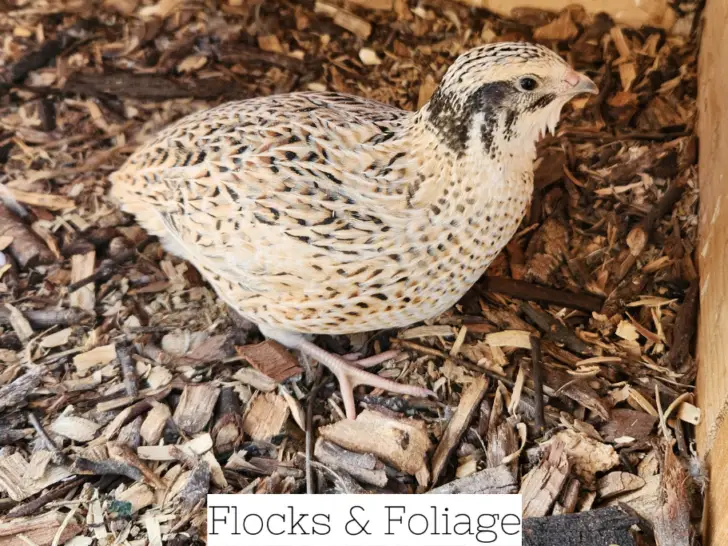 The Ultimate Guide to Raising Quail for Beginners