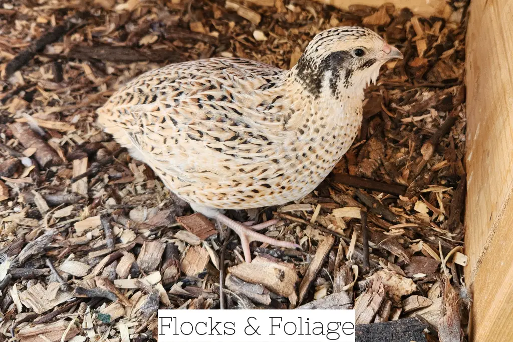 coturnix quail