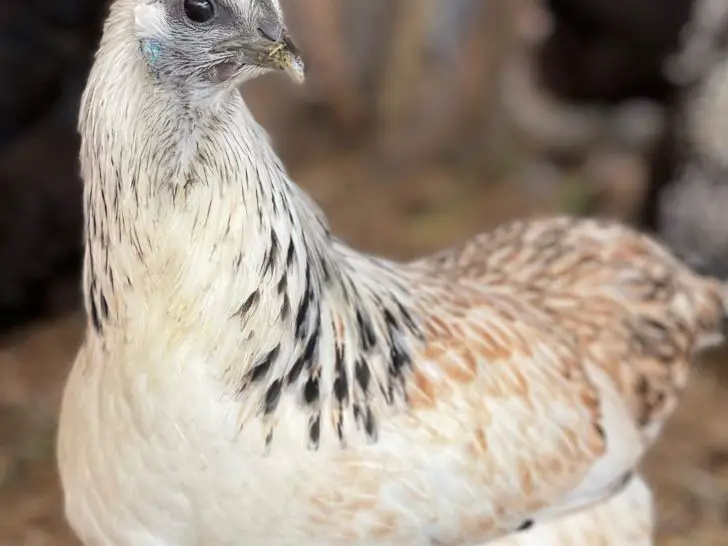 Mosaic Chicken: The Ultimate Breed Guide