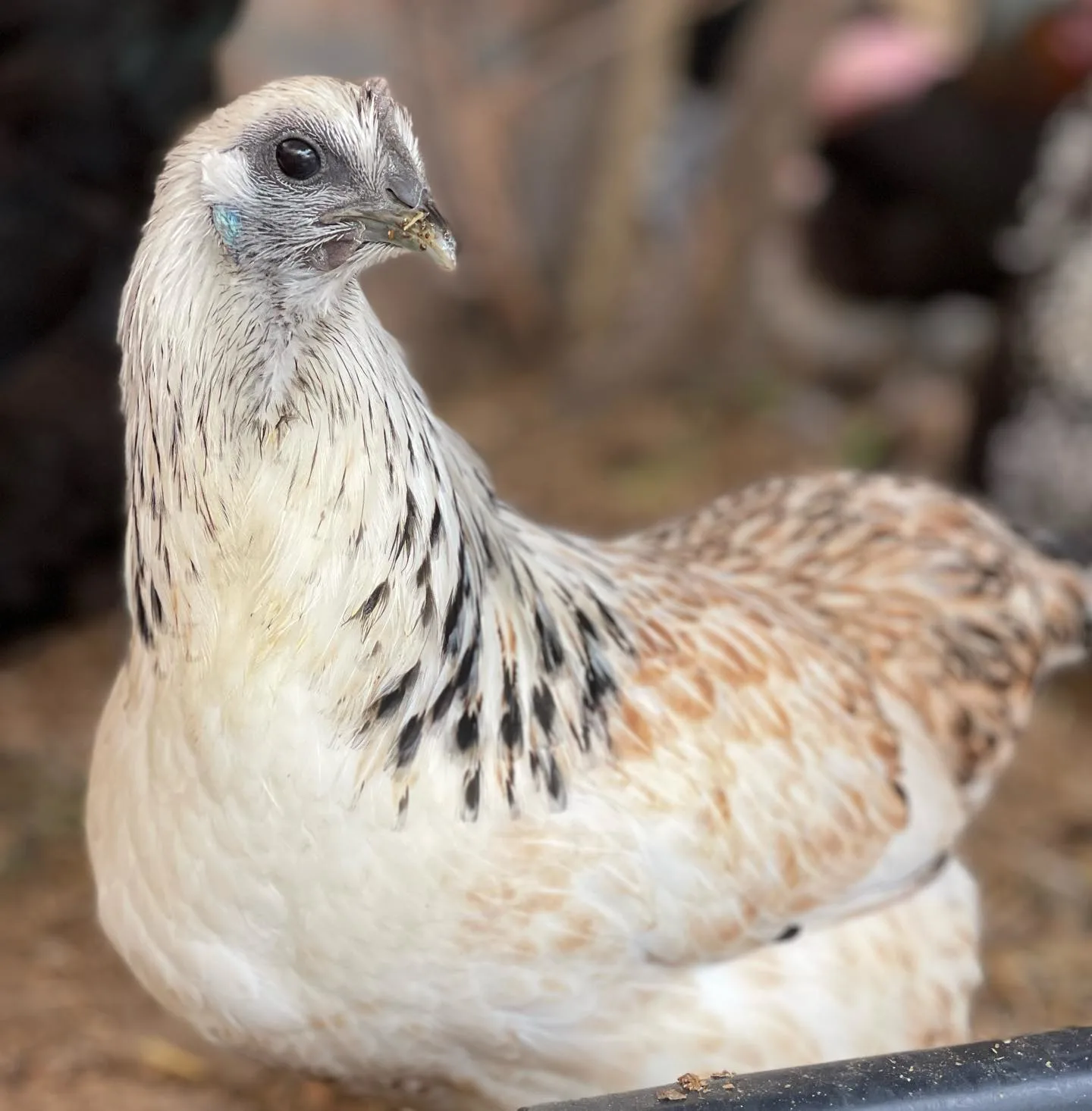 mosaic chicken