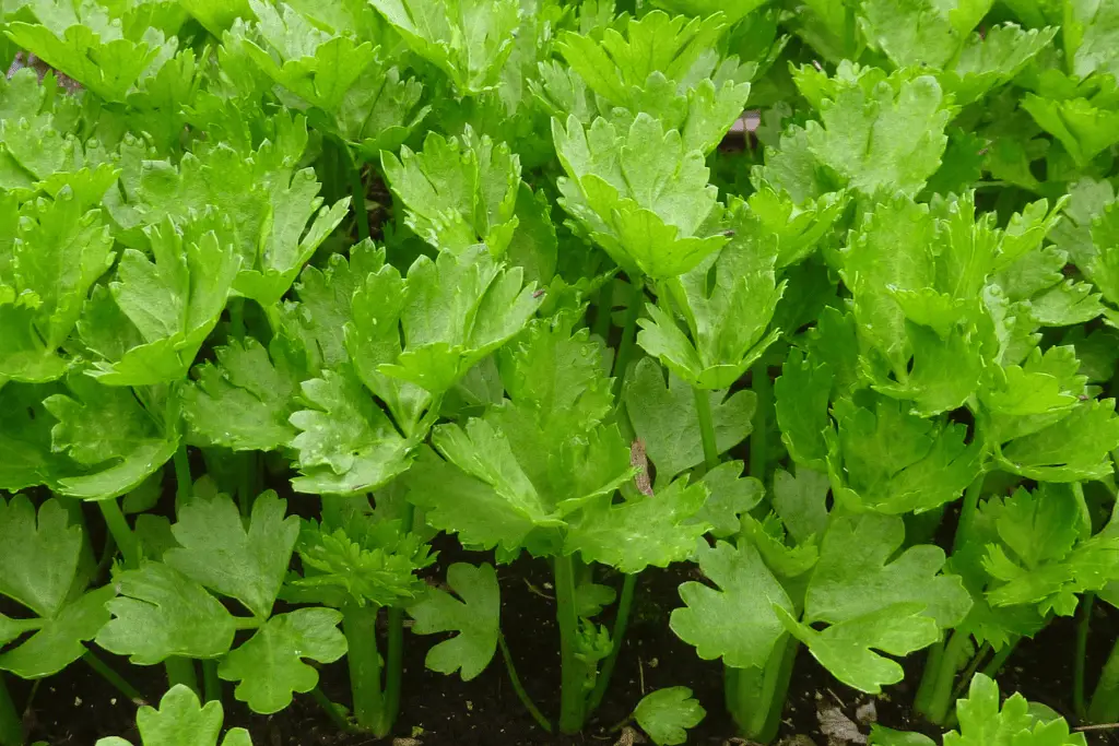 celery growing in garden