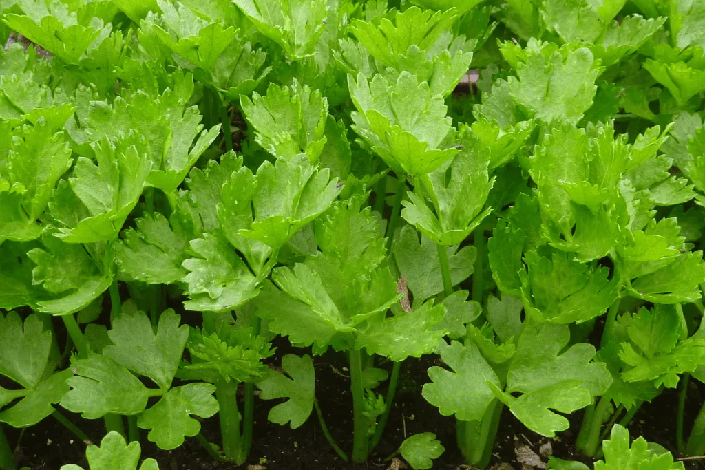 celery growing in garden