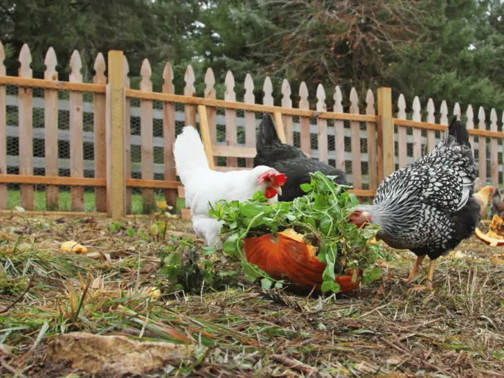 Can Chickens Eat Celery? What You Should Know