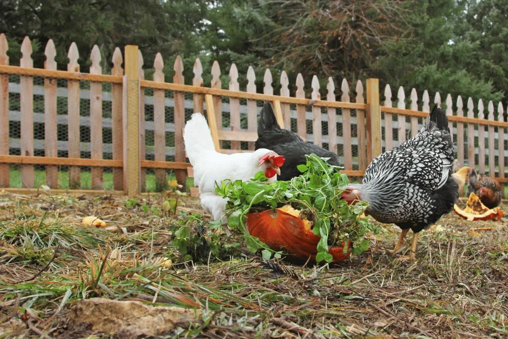 chickens eating