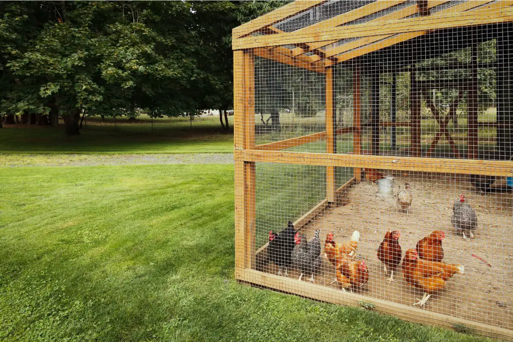 chickens in a coop