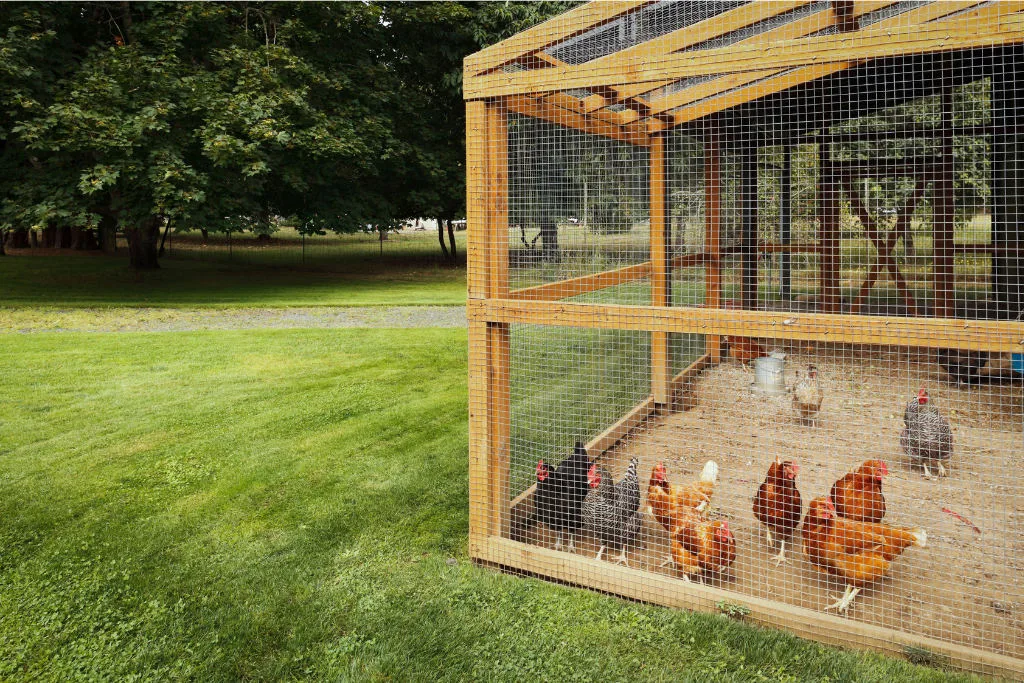 chickens in a coop