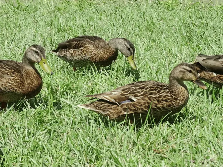 Do Ducks Eat Grass? What You Should Know