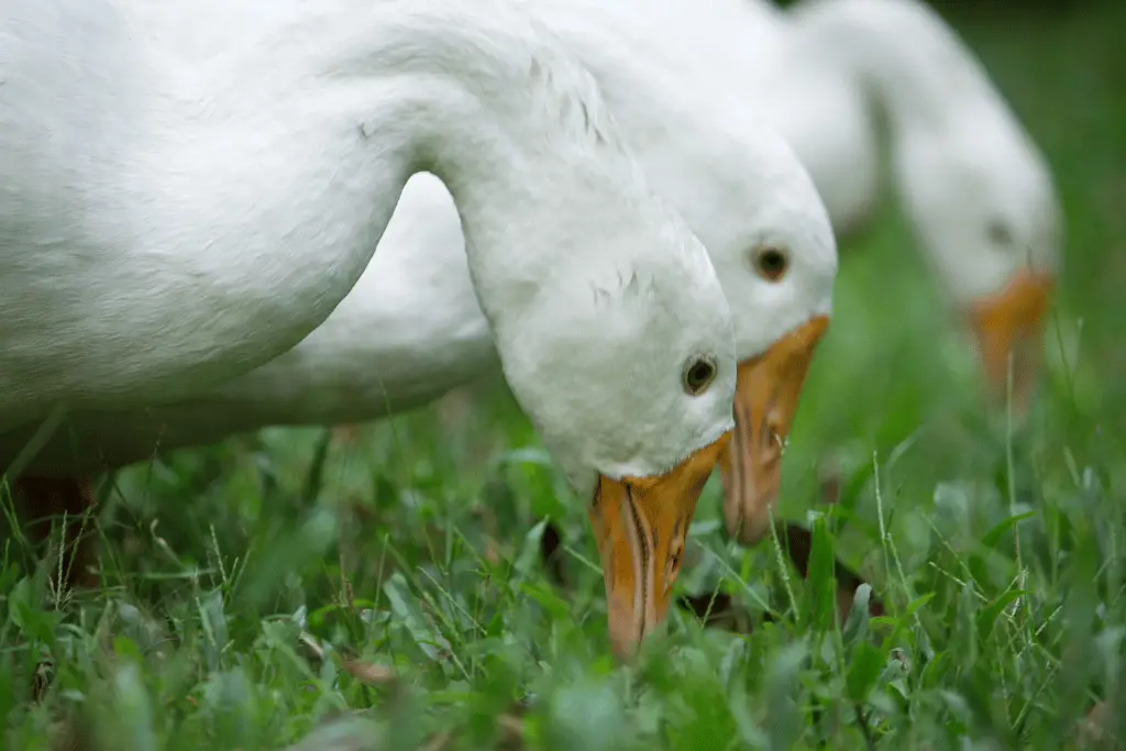 white ducks eating grass