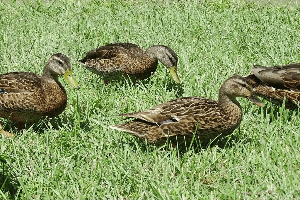 ducks eating grass