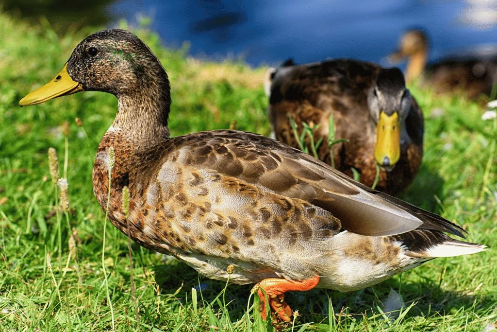 duck in the grass