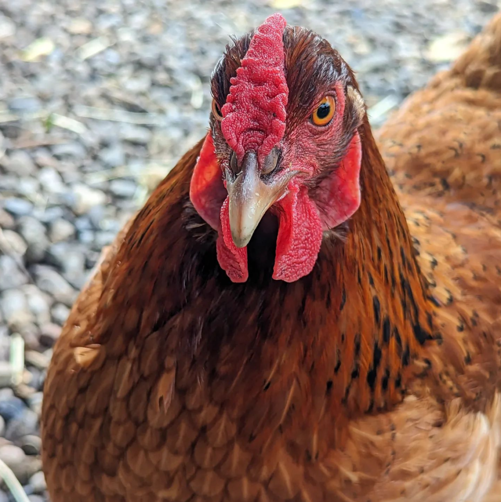 cinnamon queen chicken