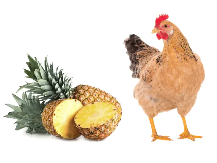 Can Chickens Eat Pineapple? All You Need to Know