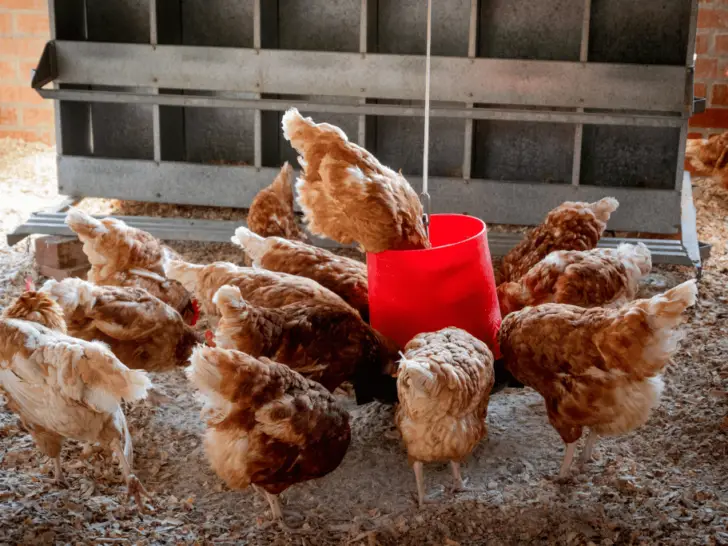 Can Chickens Eat Green Beans? Everything You Should Know