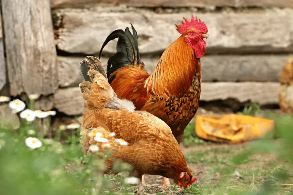 chickens eating scraps