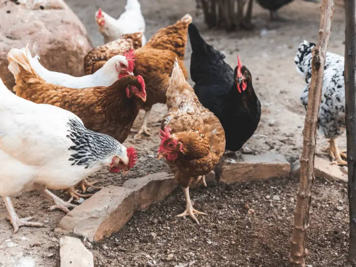 Are Chickens Mammals? (The Answer Might Surprise You)