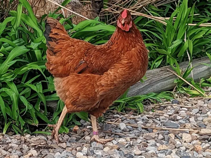 Cinnamon Queen Chicken: A Complete Breed Guide