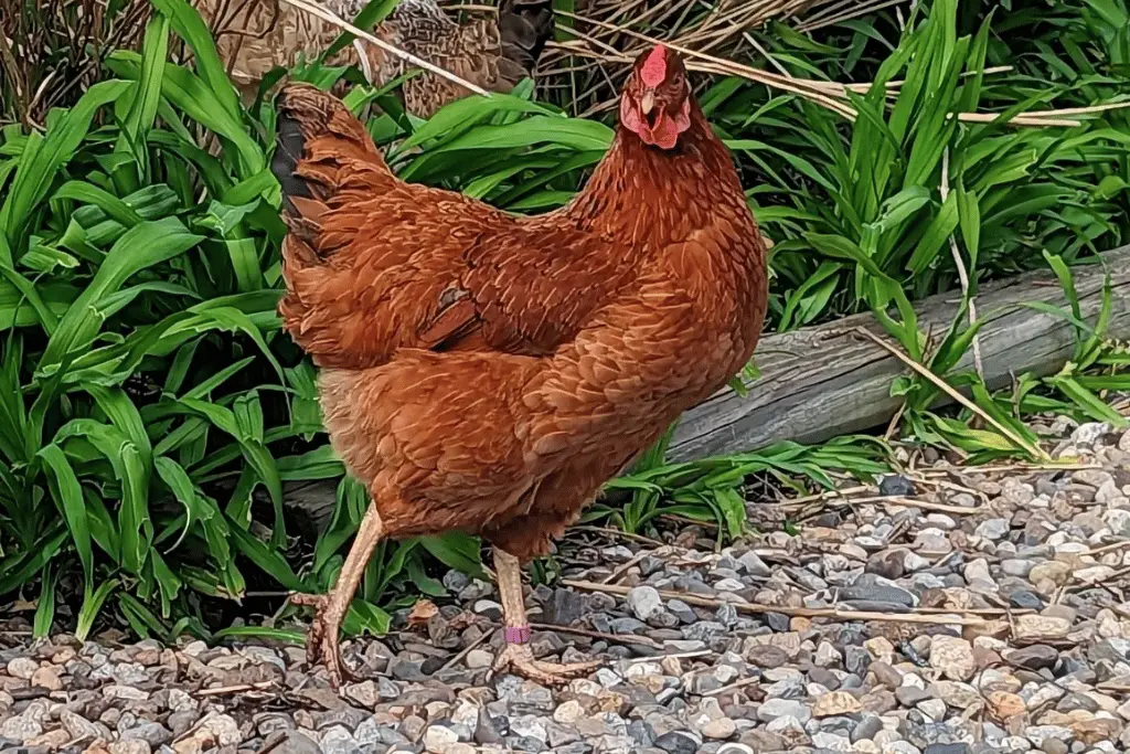 cinnamon queen chicken