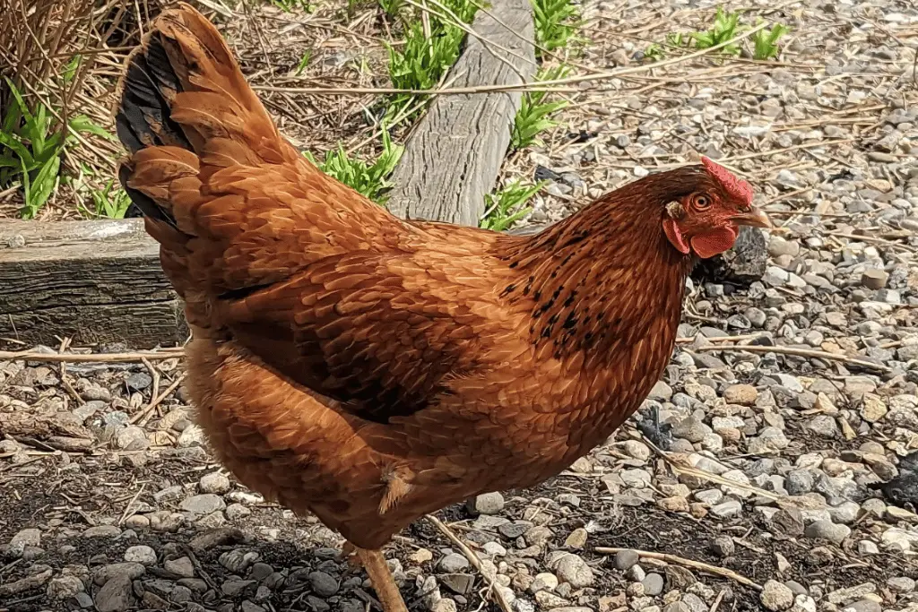 cinnamon queen chicken