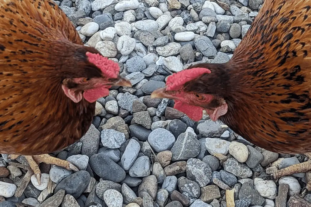 two cinnamon queen chickens