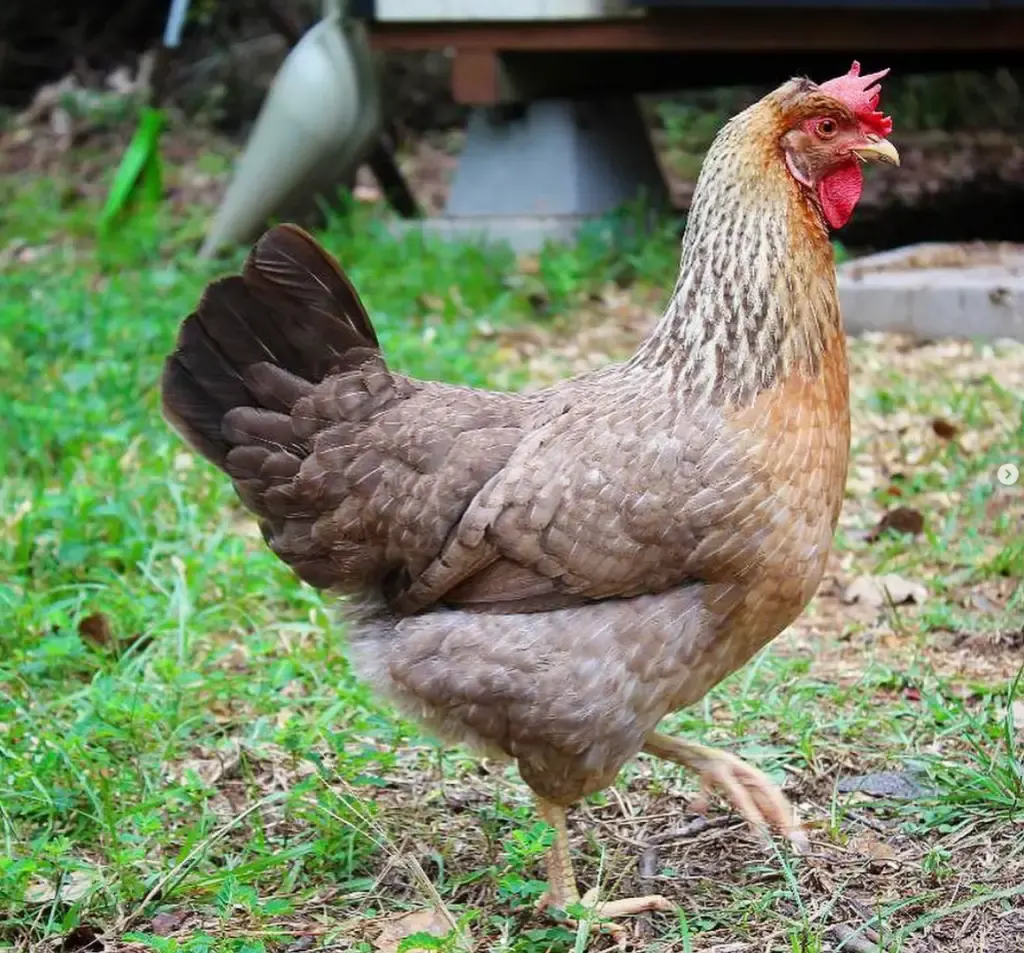 olive egger walking in yard