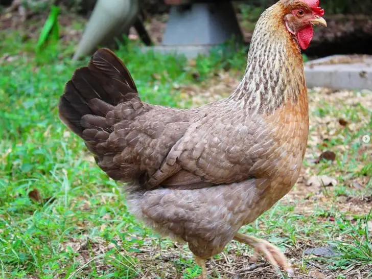 Olive Egger Chicken: A Comprehensive Breed Guide