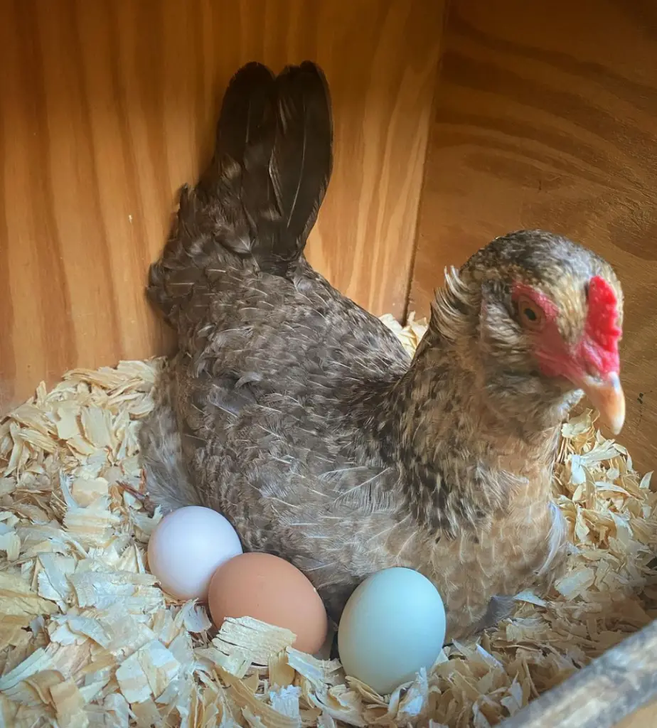 Olive Egger sitting on eggs